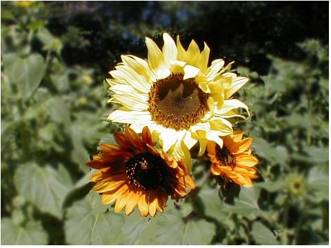Sunflowers