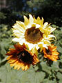 Sunflower Bouquet