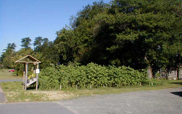 Click Here to return to Grounds Page