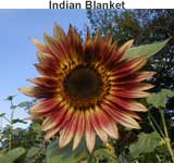Indian Blanket