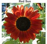 Red Sun