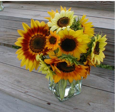 Sunflower Design
