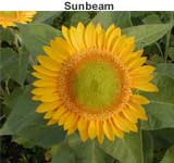 Sunbeam