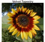 Velvet Tapestry