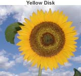 Yellow Disk